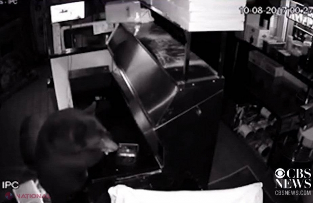 VIDEO // Trei urşi au intrat într-un restaurant. Ce a urmat pare o scenă de film!