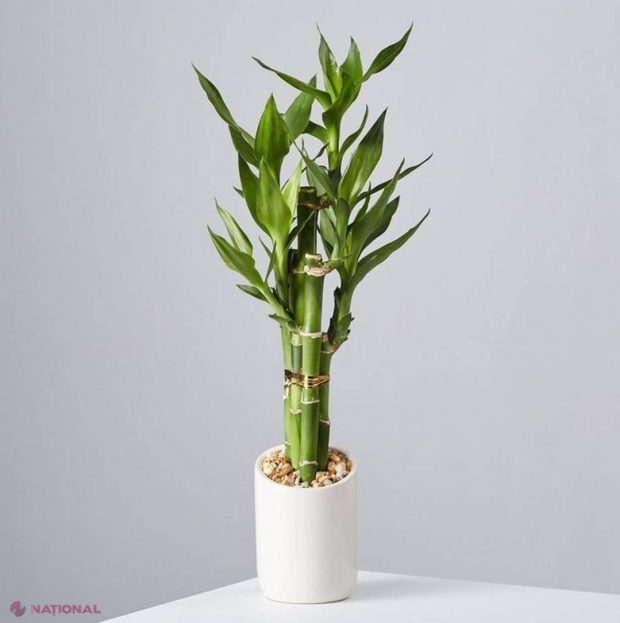 Care este cea mai folositoare plantă din lume și multiplele beneficii pe care le aduce