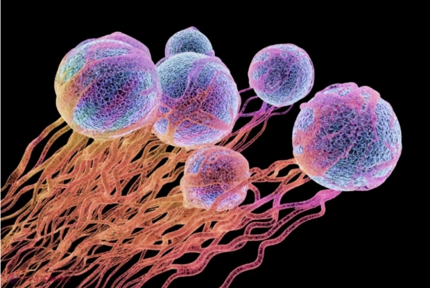 Leguma-minune pe care ar trebui să o consumi zilnic. Conține un ingredient care opreşte formarea celulelor canceroase