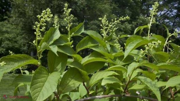 Planta-MIRACOL care ar trata CANCERUL în 40 de zile 