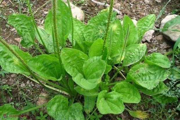 Plantele sălbatice care pot fi incluse în meniu. Planta care poate înlocui cafeaua