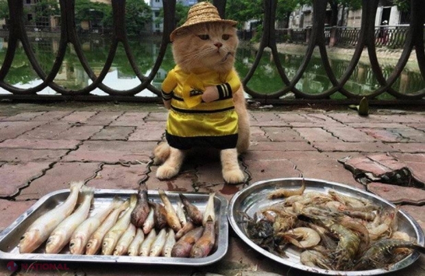 VIDEO // Cea mai TARE pisică din lume. Se ocupă cu vânzarea de peşte!