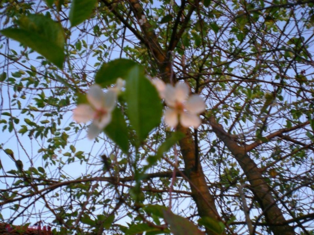 FOTO „Natura a luat-o RAZNA”! Fenomen BIZAR în nordul R. Moldova