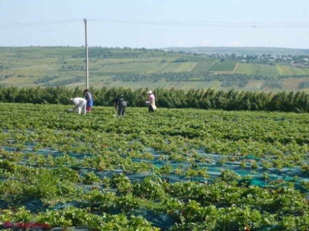 Agricultorii care solicită subvenții, EXONERAȚI de obligativitatea prezentării certificatelor care atestă lipsa datoriilor la impozite și taxe față de bugetul de stat