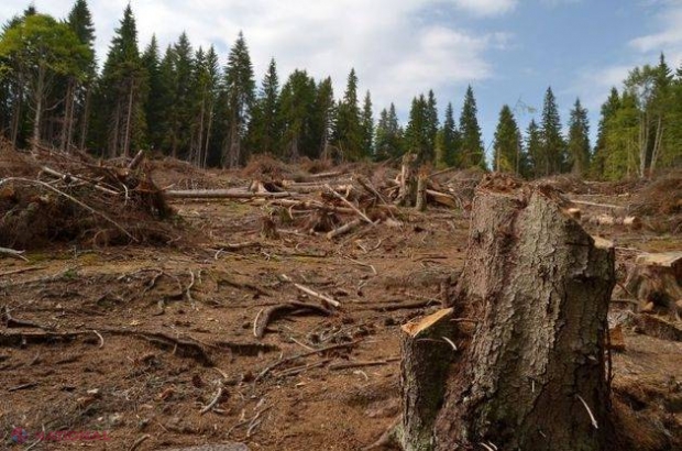 Câţi copaci există pe Terra? Cercetătorii au răspunsul 