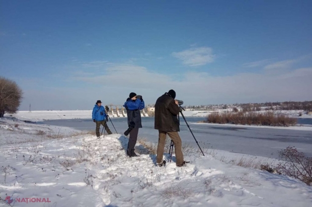 LISTĂ // Recensământul PĂSĂRILOR de apă, în R. Moldova: Câte specii au fost numărate în republica noastră
