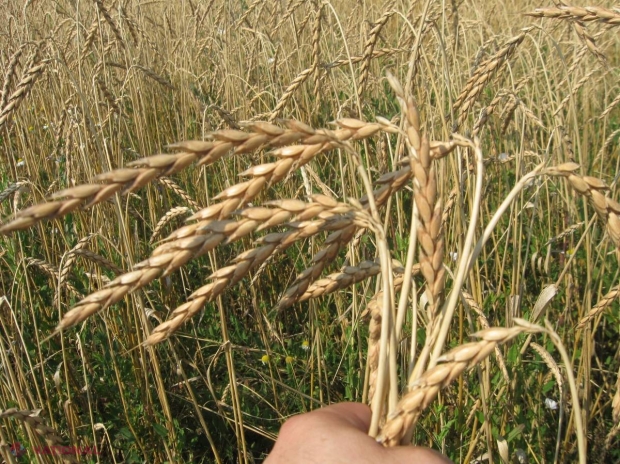Grâul care se vinde de trei ori mai scump! Unde se cultivă în R. Moldova
