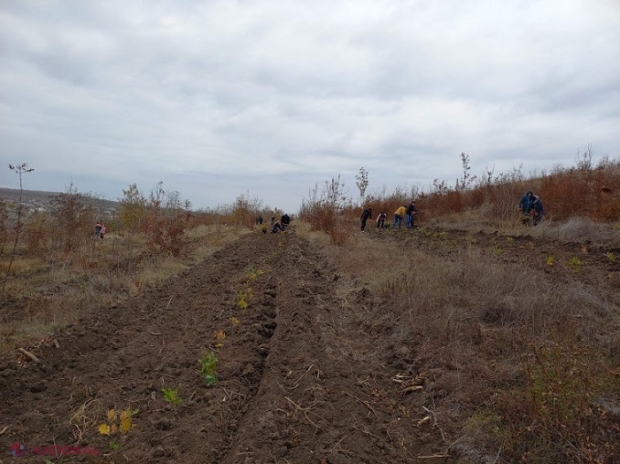 APROBAT // Pădure pe 145 de mii de hectare, plantată în următorii 10 ani, creșterea a 860 de milioane de puieți și extinderea până la cel puțin 15% a suprafeței împădurite pe teritoriul R. Moldova: „Putem lăsa generațiilor viitoare o țară mai verde”