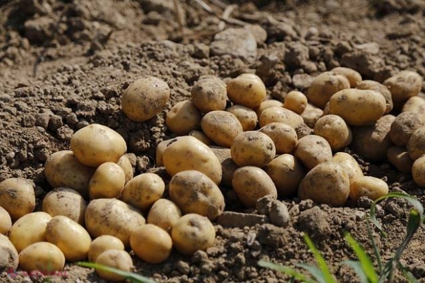 FOTO // Cum poți obține 100 de kg de cartofi doar pe 1 metru pătrat de teren