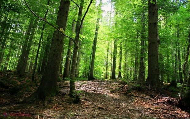 AJUTOR european // R. Moldova va avea mai MULTE păduri private