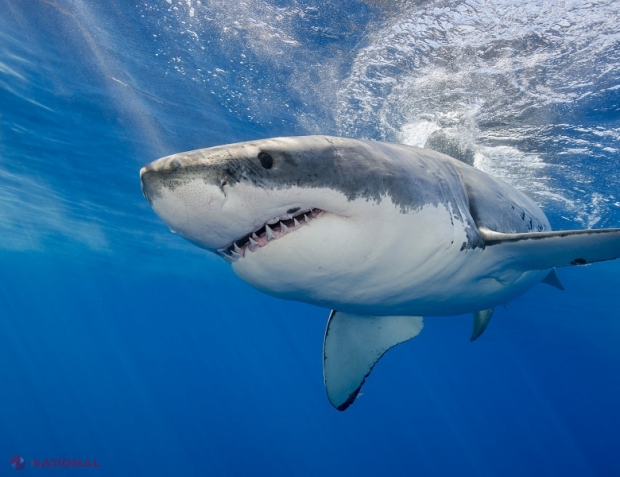 Care este legătură între rechini şi vaccinul împotriva coronavirusului
