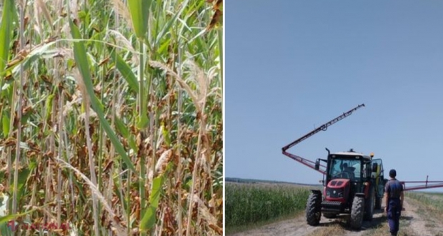 VIDEO, FOTO // Lăcustele fac ravagii pe o suprafață de peste 1 250 hectare din două raioane din sudul R. Moldova. Autoritățile au alocat mijloace financiare pentru nimicirea FOCARELOR cu ajutorul unor stropitori și DRONE