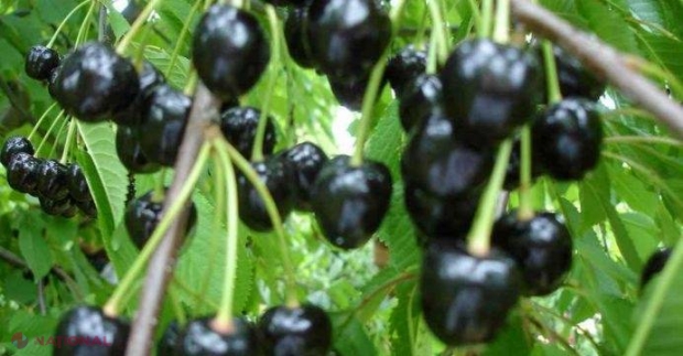 Fructele medicament! Un pumn echivalează cu EFECTUL unei pastile de nurofen! 