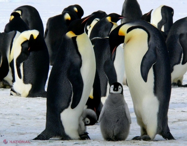 Pinguinii imperiali ar putea dispărea de pe pământ în 30 de ani