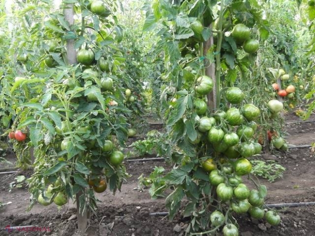 Aceste fructe și legume le mâncăm tot timpul, dar sunt OTRĂVITOARE