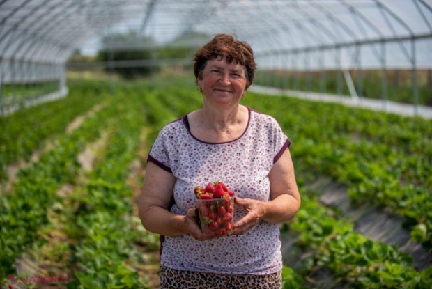 Femeie din Transnistria, ajutată de Suedia să-și pună pe picioare o afacere cu CĂPȘUNI: „Sera am construit-o la începutul lunii martie, iar în aprilie am și plantat răsadul”