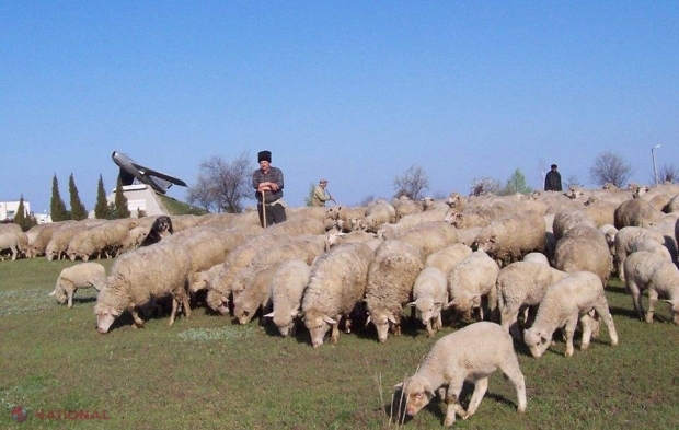 Un procuror a primit MITĂ o OAIE