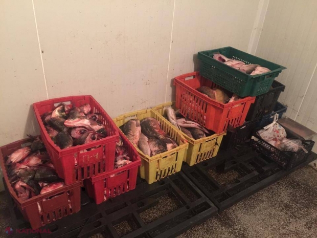 VIDEO // CONFISCAT: Cum erau păstrate 200 de kilograme de pește viu în Chișinău