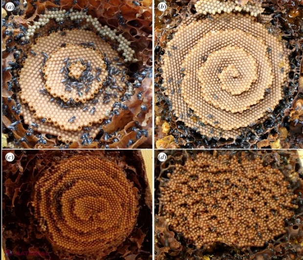 Cercetătorii au aflat de ce unele albine construiesc faguri spiralați, asemenea unor palate de cristal