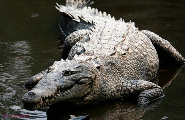 O închisoare va fi păzită de crocodili, pești piranha și tigri