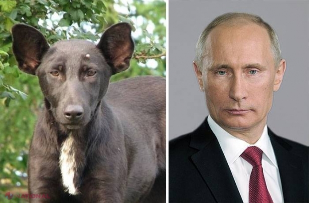 Celebritățile, care și-au găsit SOSIILE în rândul animalelor. Cât de ASEMĂNĂTOARE sunt?