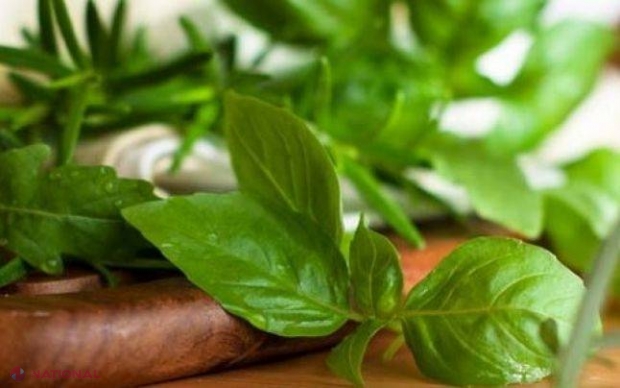 Plantele care te RĂCORESC în timpul verii