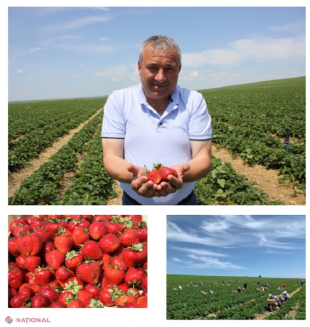 De ce căpșunile de la Blindești sunt atât de MĂȘCATE și DULCI: SECRETUL lui Oleg Petrache