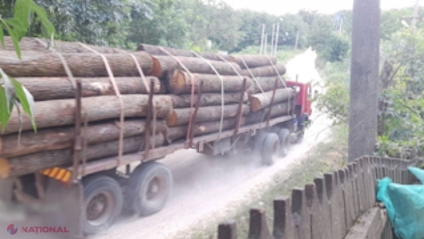 VIDEO // Cherestea din R. Moldova, declarată altfel la vamă pentru a putea fi exportată ilegal în Bulgaria și Polonia: Materie primă din stejar protejat de stat în valoare de peste 12 000 000 de lei, salvată de procurori