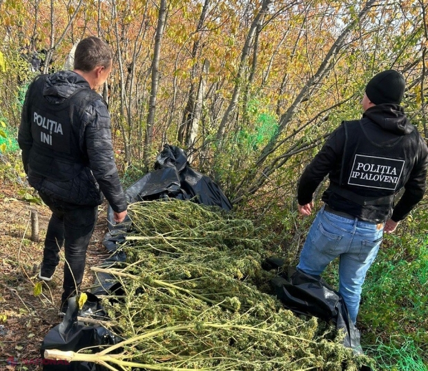 VIDEO // Un recidivist cercetat pentru trafic de DROGURI a ajuns din nou pe mâna Poliției. Bărbatul NU a renunțat la vechile obiceiuri și ascundea droguri în valoare de circa 3 000 000 de lei