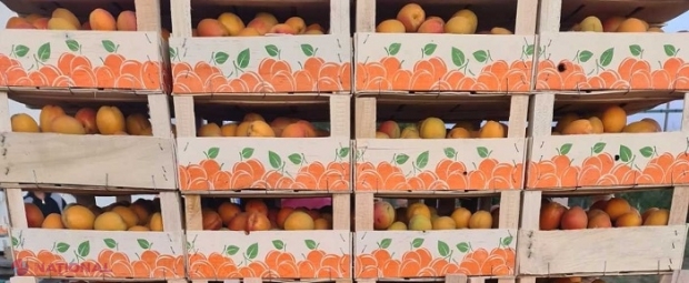 PREMIERĂ // CAISE din R. Moldova, exportate pentru PRIMA DATĂ în Olanda, Germania, Franța și Ungaria