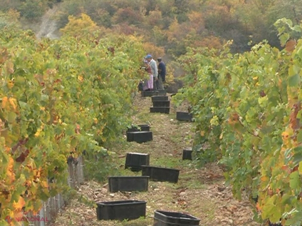 IMPORTANT // LISTA unităților vinicole care recepționează de la fermieri STRUGURI. Ministerul Agriculturi prezentă și unităţile de procesare a merelor 