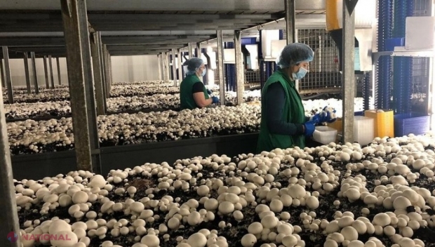 Circa o mie de refugiați ucraineni și-au găsit un loc de muncă în R. Moldova: Cei mai mulți au fost angajați la Chișinău