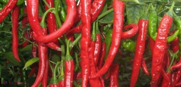 ARDEIUL IUTE poate salva mii de vieți într-un minut! 