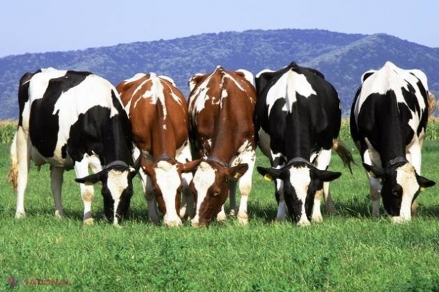 FOTO // O vacă cu DOUĂ FEȚE a fost vândută la licitaţie. Câţi BANI a costat
