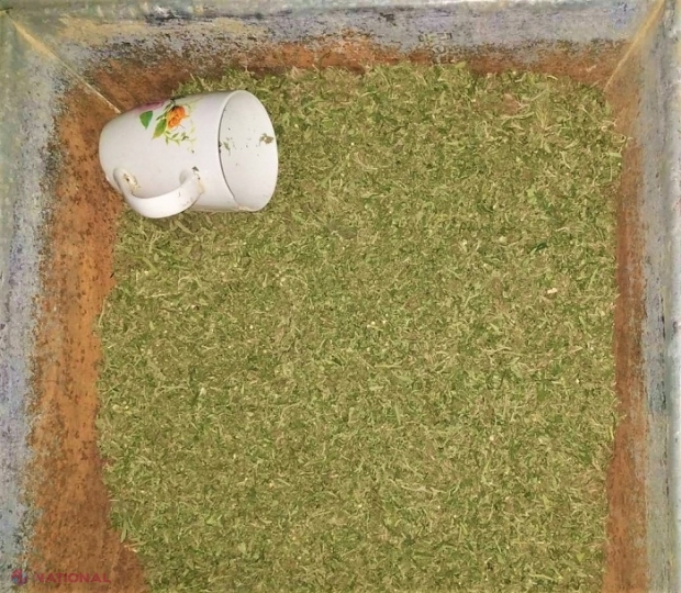 VIDEO // Cultivau MARIJUANĂ acasă: Doi indivizi din Telenești, prinși cu droguri în valoare de jumătate de MILION de lei