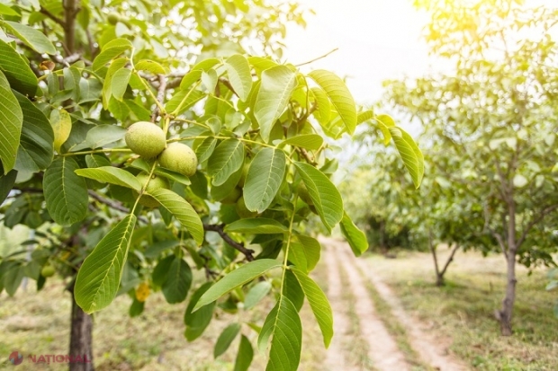 START-UP: NUCI și ALUNI, plantați pe încă 79 de hectare în R. Moldova. Milioane de la stat pentru afaceri în sectorul zootehnic și agricol