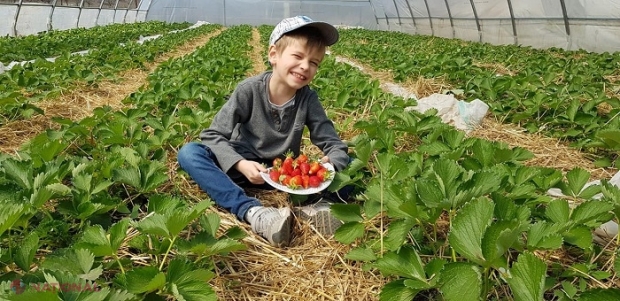 Suprafața plantațiilor de POMUȘOARE a crescut de patru ori în ultimii zece ani, în R. Moldova: Care sunt cele mai cultivate fructe