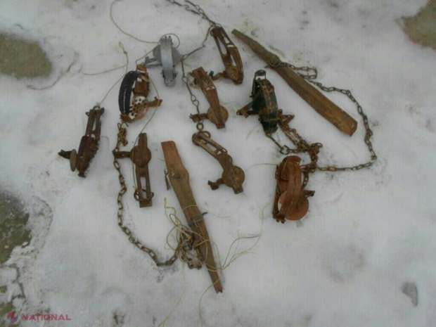 Caz descoperit la Leova! Cu ce sunt vânate animalele: „Nici NU mai au nevoie de arme de foc. Mor în chinuri groaznice”