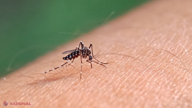 AVERTISMENT // „Sunt tot mai multe cazuri de febră dengue şi de boli cauzate de ţânţari în Europa”