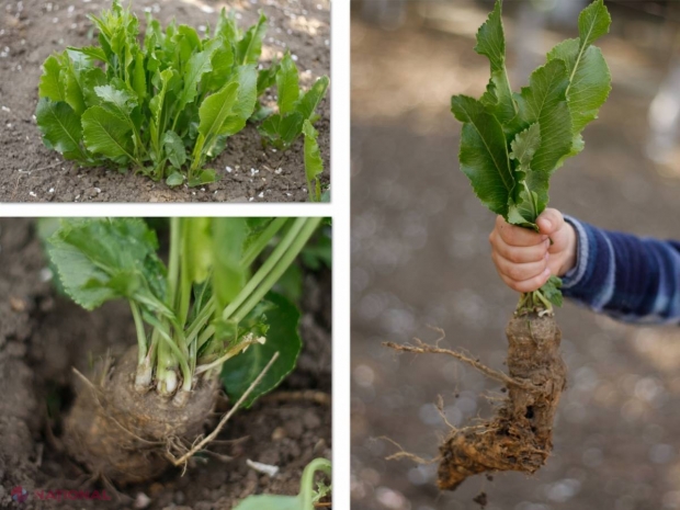 Cum se face o plantare de HREAN în  grădina de lângă casă?