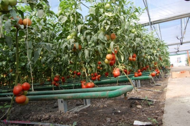 MAIA: Tot mai multe legume autohtone crescute în seră 