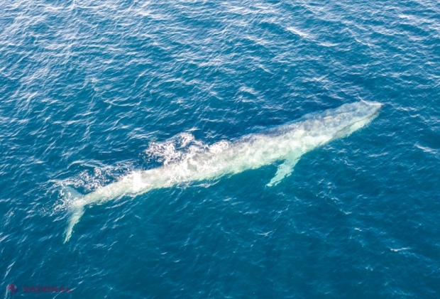 O populație SECRETĂ, descoperită accidental! Ce au dezvăluit detectoarele de BOMBE NUCLEARE în Oceanul Indian?