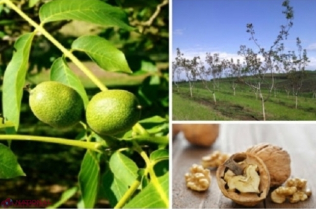 Agricultura ECOLOGICĂ, subvenționată cu 23,5 milioane de lei de către stat în ultimii șapte ani