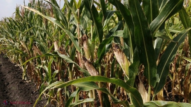 Cultivarea sorgului în locul porumbului sau a năutului în locul soiei: Experții în agricutură susțin că înlouirea unor culturi agricole în R. Moldova este „o chestiune de timp” din cauza schimbărilor climatice