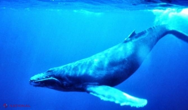 CUTREMURĂTOR // Pericol mortal în oceane pentru fauna marină
