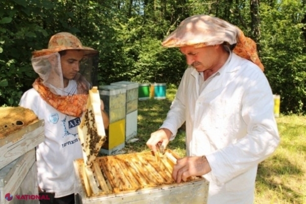 Apicultorii din R. Moldova au strâns în acest an circa 5 000 de tone de MIERE: Raioanele cu cea mai mare productivitate per familie de albine 
