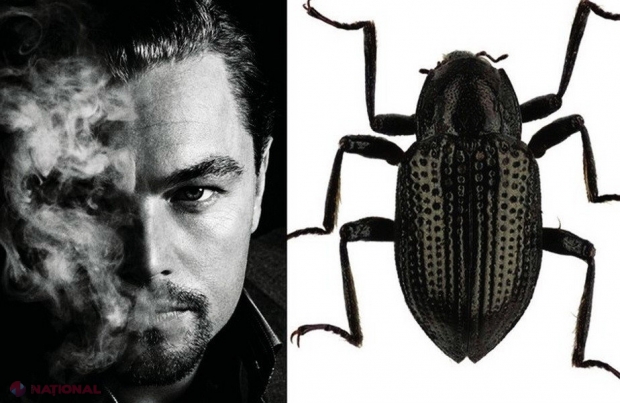 A fost descoperită o NOUĂ specie de insectă: gândacul DiCaprio