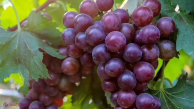 TRAGEDIE peste Prut: Doi fraţi au murit după ce au mâncat struguri stropiţi cu insecticid. Avertismentul medicilor: „Orice produs vegetal care se consumă trebuie foarte bine spălat”