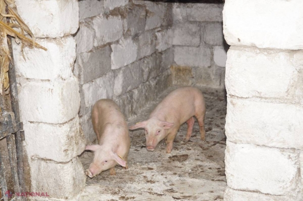 Peste o tonă de carne de PORC din Ucraina, RIDICATĂ de autoritățile R. Moldova într-o lună și jumătate: NU e voie din cauza focarelor de pestă porcină 