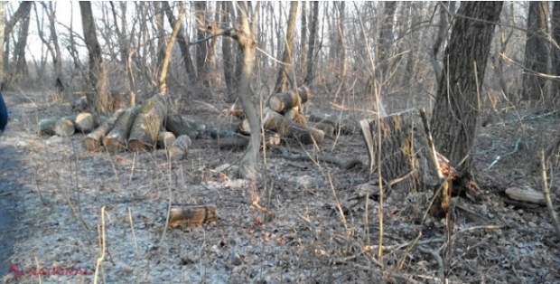 DATE STATISTICE // R. Moldova PIERDE trei hectare de pădure în fiecare oră